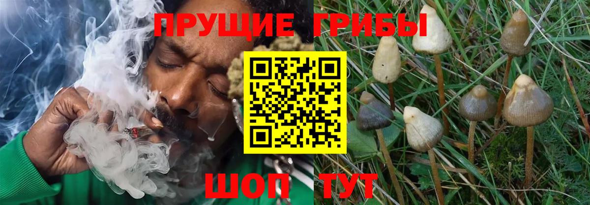 Псилоцибиновые грибы мицелий  Галлюциногенные грибы Psilocybe  Вход с VPN  Кинешма 